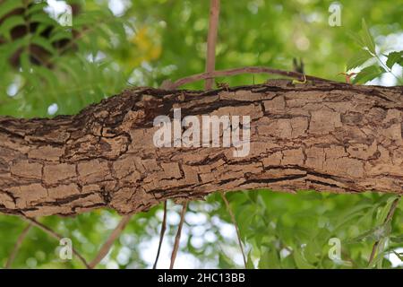 Nahaufnahme eines großen dicken Astes und Rindenfotos des Neembaums (Azadirachta indica) .nimtree Stockfoto