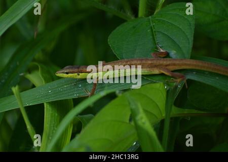 Eine asiatische Graseidechse, die sich zwischen grünem Laub versteckt. Stockfoto