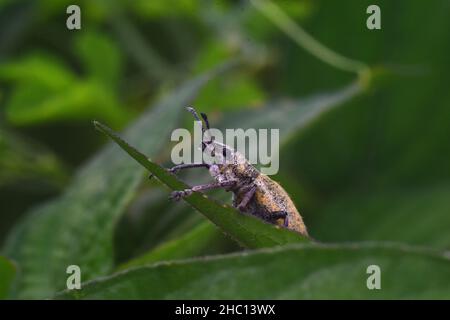 Nahaufnahme eines Käfers zwischen grünem Laub. Stockfoto