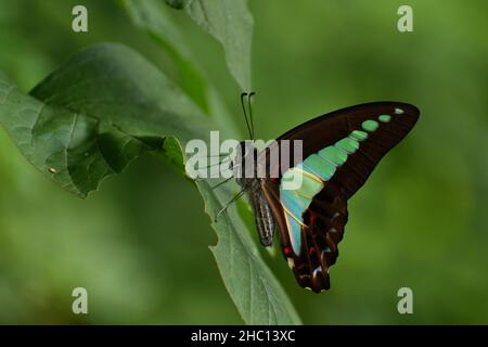 Nahaufnahme eines Schmetterlings aus der Blaubottle, der auf einem grünen Blatt mit unscharfem Hintergrund thront. Graphium sarpedon. Stockfoto