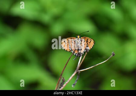 Ein tawniger coster-Schmetterling thront auf getrocknetem Zweig mit unscharfem Hintergrund. Stockfoto