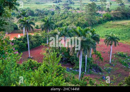 Kalksteinaufschlüsse namens Mogotes im Viñales-Tal in der Nähe des westlichen Endes der Insel Kuba ist eine wunderschöne Karstlandschaft, die von Bergen umgeben ist Stockfoto