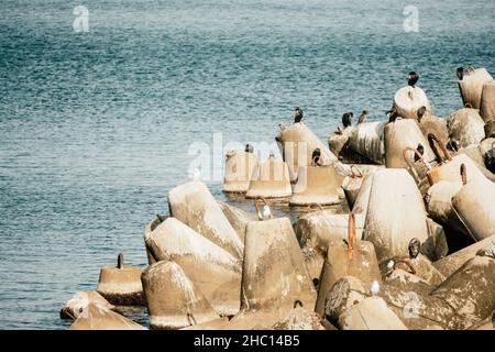 Küstenbrecher schützen vor großen Wellen mit Meeresgrund. Die Küste ist mit Betontetrapoden verstärkt. Stockfoto