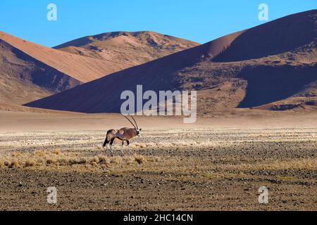Sossuslvei und Deadvlei haben einige der höchsten Sanddünen der Welt Stockfoto