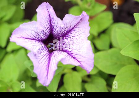 Nahaufnahme einer atemberaubenden Grandiflora Daddi Blue Petunia unter grünem Laub Stockfoto