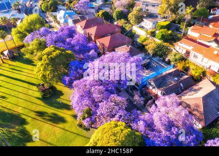 Blühende Jacaranda-Bäume in einem Wohnvorort Kirribilli von North Sydney - zur Frühjahrssaison eine Luftbildansicht der Stadt. Stockfoto