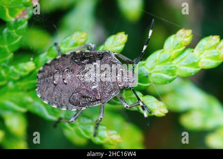 Nahaufnahme einer Nymphe des melierten Schildbugs, Rhaphigaster nebulosa, die auf einem grünen Blatt im Garten sitzt Stockfoto
