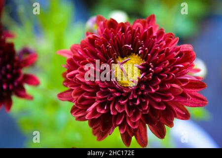 Schöne rote Chrysanthos oder Chrysantheme Stockfoto