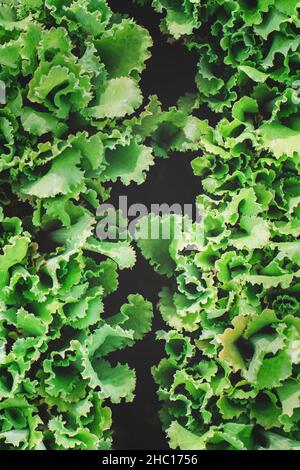 Reihen von organischen gesunden grünen Salatpflanzen Stockfoto
