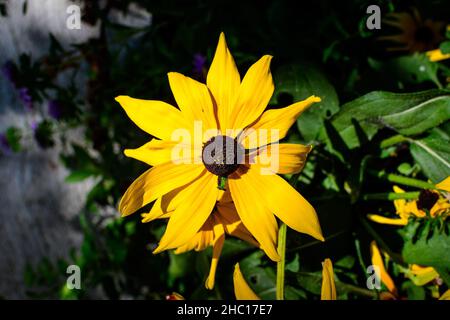 Gelbe Blüten von Rudbeckia, allgemein bekannt als Kegelblumen oder schwarze Augen susans, in einem sonnigen Sommergarten, schöne Outdoor-Blumenhintergrund photogr Stockfoto