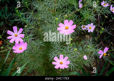 Viele zarte lebendige rosa Blüten von Cosmos Pflanzen in einem britischen Cottage-Stil Garten in einem sonnigen Sommertag, schöne Outdoor-Blumen Hintergrund Photogram Stockfoto