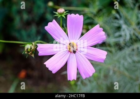 Eine zarte, leuchtend rosa Blume von Cosmos Pflanze in einem britischen Cottage-Stil Garten an einem sonnigen Sommertag, schöne Outdoor-Blumenhintergrund Foto Stockfoto