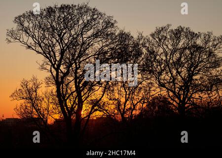Bäume ohne Blätter, die vor dem Sonnenuntergang am Primrose Hill, London, stehen Stockfoto