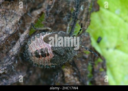 Nahaufnahme eines Haarnymphenstadiums des Schlehenkäfer, Dolycoris baccarum, das sich in einem getrockneten braunen Nesselblatt im Garten versteckt Stockfoto