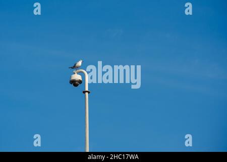 Eine Möwe beobachtet auf einem Mast mit einer Überwachungskamera gegen den blauen Himmel Stockfoto
