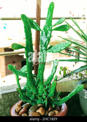 Eine vertikale Aufnahme von grünem Opuntia Monacantha Kaktus, Nahaufnahme in einem Topf. Selektiver Fokus. Stockfoto