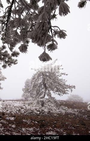 Winterwaldlandschaft mit Land und einsamen, gefrorenen Kiefern, die mit Schnee bedeckt sind. Stockfoto