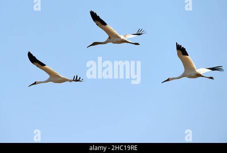 Nanchang, Chinas Provinz Jiangxi. 10th Dez 2021. Am 10. Dezember 2021 werden im Bezirk Yugan, ostchinesische Provinz Jiangxi, weiße Kraniche gesehen. Jedes Jahr fliegen Zugvögel zum Poyang See, um überwintern zu können. Quelle: Peng Zhaozhi/Xinhua/Alamy Live News Stockfoto