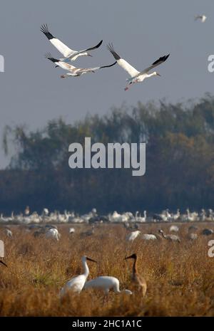 Nanchang, Chinas Provinz Jiangxi. 10th Dez 2021. Am 10. Dezember 2021 werden im Bezirk Yugan, ostchinesische Provinz Jiangxi, weiße Kraniche gesehen. Jedes Jahr fliegen Zugvögel zum Poyang See, um überwintern zu können. Quelle: Peng Zhaozhi/Xinhua/Alamy Live News Stockfoto