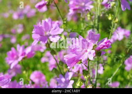 Im Sommer ist der violette Moschus- Malve (Malva alcea) zu sehen Stockfoto