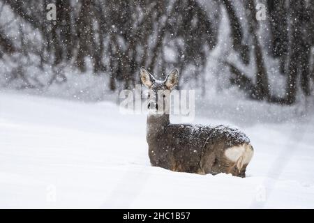 Reh (Capreolus capreolus). Bieszczady-Gebirge, die Karpaten, Polen. Stockfoto