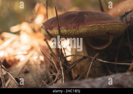 Nahaufnahme eines Boletus edulis Pilzes (auch bekannt als Porcino) auf einem Feld. Essbarer Pilz. Speicherplatz kopieren. Stockfoto