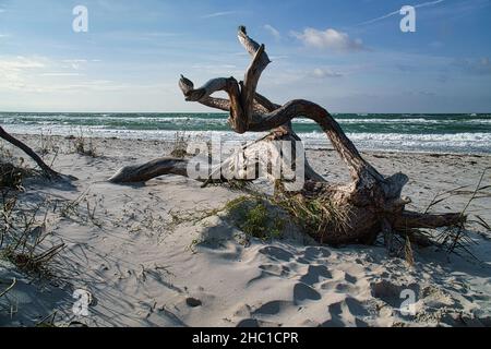 Driftwood, eine Baumwurzel, die an der Ostseeküste am Strand vor dem Meer liegt. Im Hintergrund Wellen und der Horizont Stockfoto