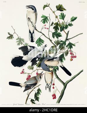 Great cinereous Shrike, oder Schlächter Vogel von Birds of America (1827) von John James Audubon (1785 - 1851), geätzt von Robert Havell (1793 - 1878). Stockfoto