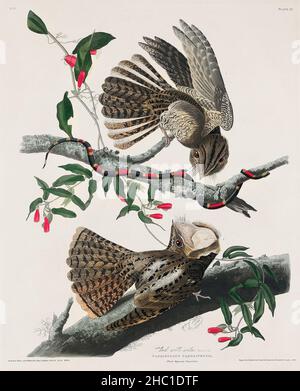 Chuck-will's Widow from Birds of America (1827) von John James Audubon (1785 - 1851), geätzt von Robert Havell (1793 - 1878). Stockfoto