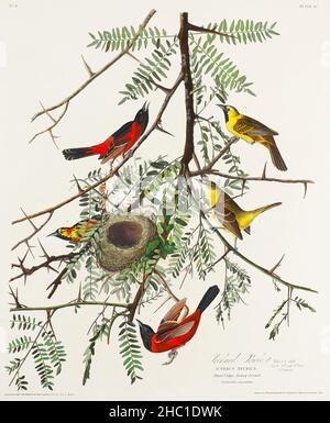 Orchard Oriole from Birds of America (1827) von John James Audubon (1785 - 1851), geätzt von Robert Havell (1793 - 1878). Stockfoto