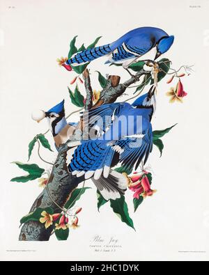 Blue Jay from Birds of America (1827) von John James Audubon (1785 - 1851 ), geätzt von Robert Havell (1793 - 1878). Stockfoto