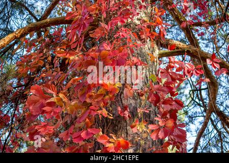 Rote Dickichte von Virginia Creeper (Parthenocissus quinquefolia) auf dem Baum. Schöne Zierpflanze Stockfoto