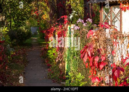 Gemütlicher Innenhof mit bunten Virginia Creeper (Parthenocissus quinquefolia) Blättern am Zaun. Saftige Herbstfarben auf den Straßen Stockfoto