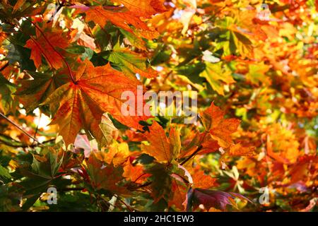 Hellgelb-rote Ahornblätter im Frühherbst. Bunte Baumkrone im Herbst golden Stockfoto