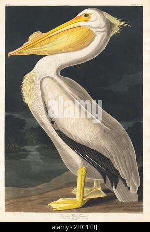 American White Pelican from Birds of America (1827) von John James Audubon, geätzt von William Home Lizars. Stockfoto