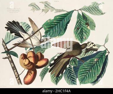 Gelber Kuckuck aus Birds of America (1827) von John James Audubon (1785 - 1851 ), geätzt von William Home Lizars (1788 - 1859). Stockfoto