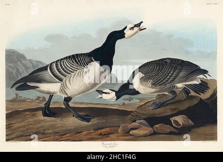 Barnacle Goose from Birds of America (1827) von John James Audubon (1785 - 1851), geätzt von Robert Havell (1793 - 1878). Stockfoto