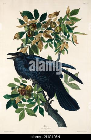 Raven from Birds of America (1827) von John James Audubon (1785 - 1851), geätzt von Robert Havell (1793 - 1878). Stockfoto