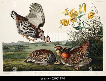 Pinnated Grouse from Birds of America (1827) von John James Audubon (1785 - 1851), geätzt von Robert Havell (1793 - 1878). Stockfoto