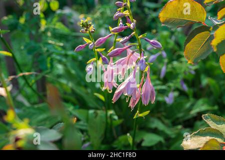 Blütenstand der Flieder Garten Zierpflanze Hosta auf verschwommenem Hintergrund des grünen Gartens. Stockfoto