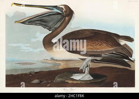 Brown Pelican from Birds of America (1827) von John James Audubon (1785 - 1851), geätzt von Robert Havell (1793 - 1878). Stockfoto