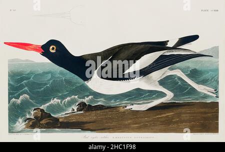 Austernfänger aus Birds of America (1827) von John James Audubon (1785 - 1851), geätzt von Robert Havell (1793 - 1878). Stockfoto