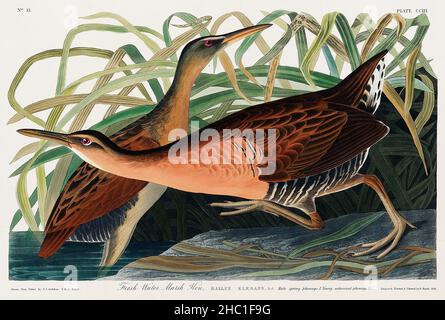Süßwasser-Marsh Hen from Birds of America (1827) von John James Audubon (1785 - 1851), geätzt von Robert Havell (1793 - 1878). Stockfoto