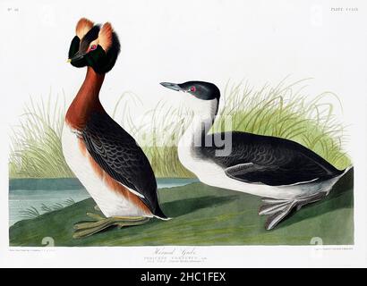 Horned Grebe from Birds of America (1827) von John James Audubon (1785 - 1851), geätzt von Robert Havell (1793 - 1878). Stockfoto