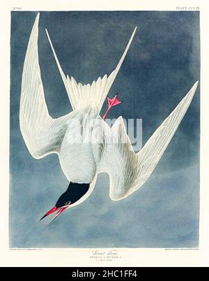 Great Tern from Birds of America (1827) von John James Audubon (1785 - 1851), geätzt von Robert Havell (1793 - 1878). Stockfoto