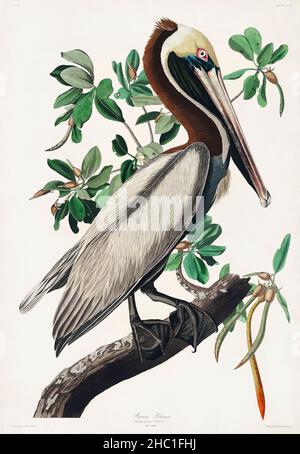 Brown Pelican from Birds of America (1827) von John James Audubon (1785 - 1851), geätzt von Robert Havell (1793 - 1878). Stockfoto