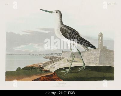 Greenshank from Birds of America (1827) von John James Audubon (1785 - 1851), geätzt von Robert Havell (1793 - 1878). Stockfoto