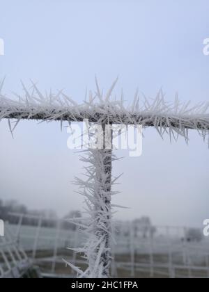 Reif auf einer dünnen schwarzen Eisenstange vor hellem Hintergrund Stockfoto