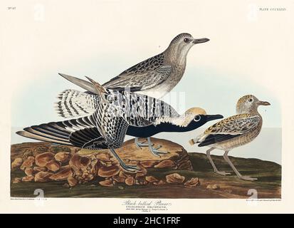 Schwarzbauchpfeifer von Birds of America (1827) von John James Audubon (1785 - 1851), geätzt von Robert Havell (1793 - 1878). Stockfoto