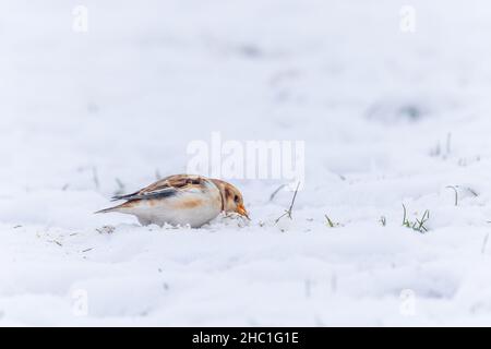 Ein einziger männlicher Schneehammer, der in Cleeve Hill, Cheltenham, Gloucestershire, im Schnee auf Nahrungssuche geht Stockfoto